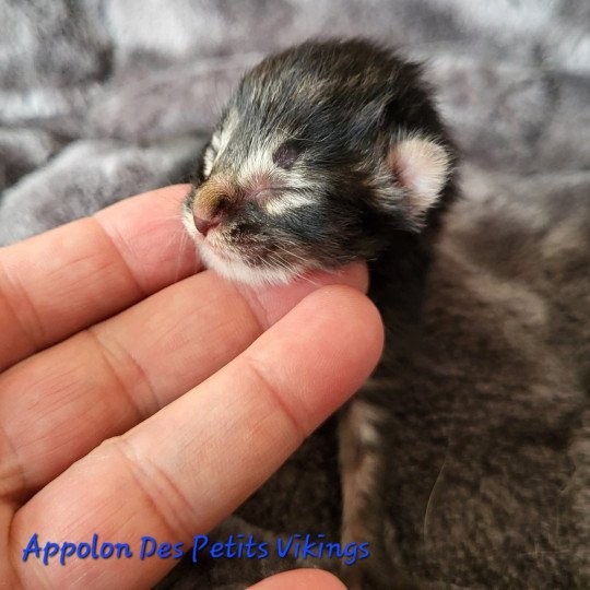 chaton Norvégien brown tabby & blanc Appolon Chatterie Des Petits Vikings brown tabby & blanc