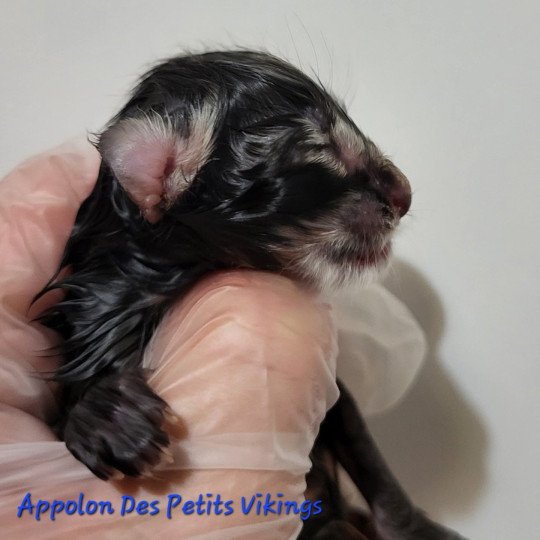 chaton Norvégien brown tabby & blanc Appolon Chatterie Des Petits Vikings brown tabby & blanc