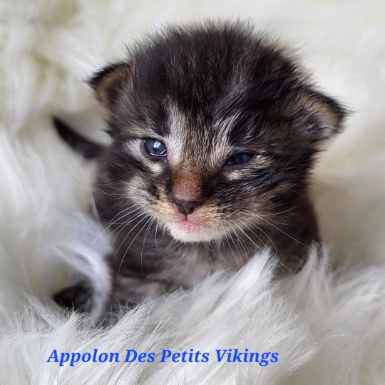 chaton Norvégien brown tabby & blanc Appolon Chatterie Des Petits Vikings brown tabby & blanc