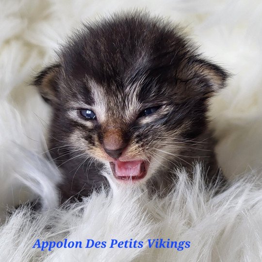 chaton Norvégien brown tabby & blanc Appolon Chatterie Des Petits Vikings brown tabby & blanc