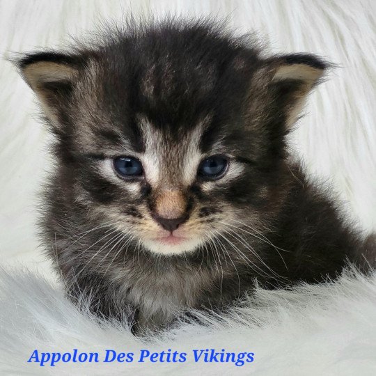 chaton Norvégien brown tabby & blanc Appolon Chatterie Des Petits Vikings brown tabby & blanc