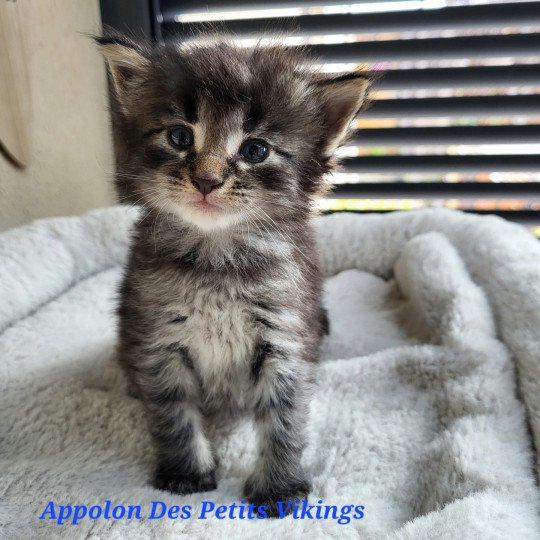 chaton Norvégien brown tabby & blanc Appolon Chatterie Des Petits Vikings brown tabby & blanc