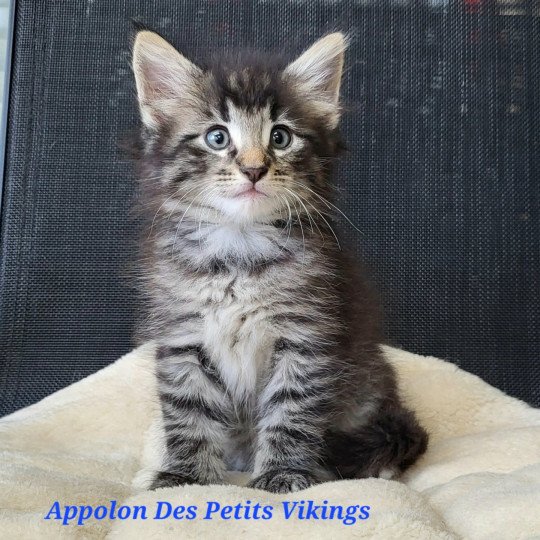 chaton Norvégien brown tabby & blanc Appolon Chatterie Des Petits Vikings brown mackerel tabby & blanc