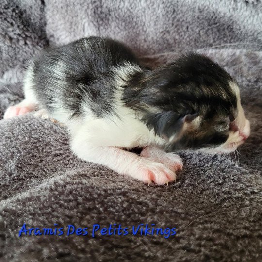 chaton Norvégien brown tabby & blanc Aramis Chatterie Des Petits Vikings brown tabby & blanc
