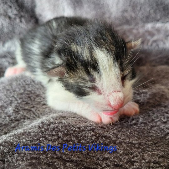 chaton Norvégien brown tabby & blanc Aramis Chatterie Des Petits Vikings brown tabby & blanc