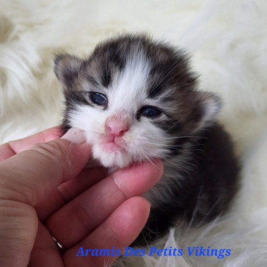 chaton Norvégien brown tabby & blanc Aramis Chatterie Des Petits Vikings brown tabby & blanc