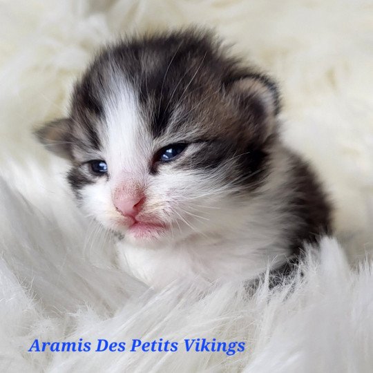 chaton Norvégien brown tabby & blanc Aramis Chatterie Des Petits Vikings brown tabby & blanc