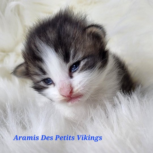 chaton Norvégien brown tabby & blanc Aramis Chatterie Des Petits Vikings brown tabby & blanc