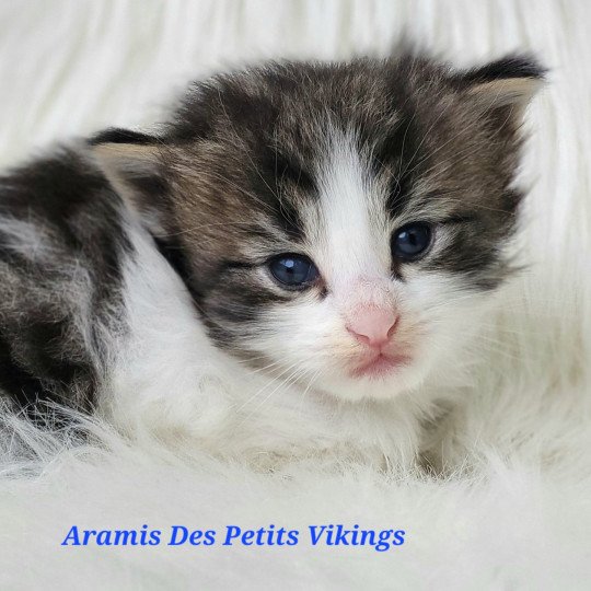 chaton Norvégien brown tabby & blanc Aramis Chatterie Des Petits Vikings brown tabby & blanc