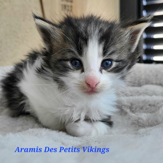 chaton Norvégien brown tabby & blanc Aramis Chatterie Des Petits Vikings brown tabby & blanc
