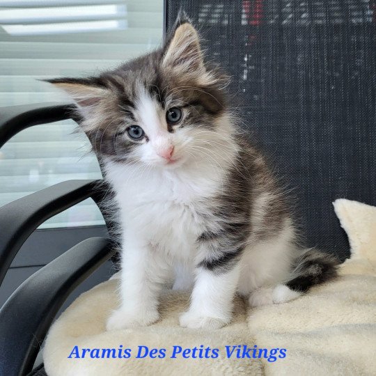 chaton Norvégien brown tabby & blanc Aramis Chatterie Des Petits Vikings brown mackerel tabby & blanc