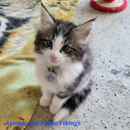chaton Norvégien brown mackerel tabby & blanc Aramis Chatterie Des Petits Vikings brown mackerel tabby & blanc