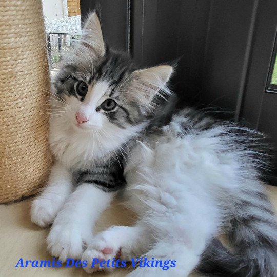 chaton Norvégien brown mackerel tabby & blanc Aramis Chatterie Des Petits Vikings brown mackerel tabby & blanc