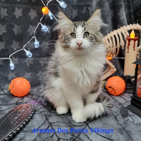 chaton Norvégien brown mackerel tabby & blanc Aramis Chatterie Des Petits Vikings brown mackerel tabby & blanc