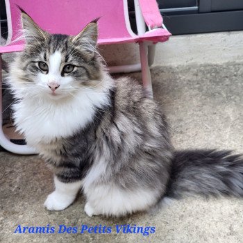 Aramis Des Petits Vikings Mâle Norvégien