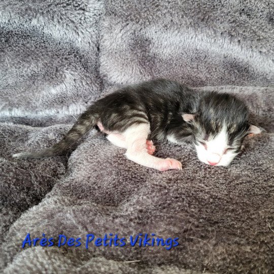chaton Norvégien brown tabby & blanc Arès Chatterie Des Petits Vikings brown tabby & blanc