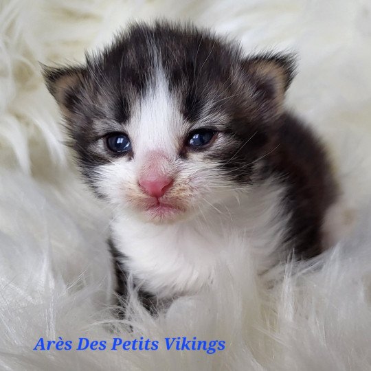 chaton Norvégien brown tabby & blanc Arès Chatterie Des Petits Vikings brown tabby & blanc