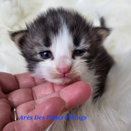 chaton Norvégien brown tabby & blanc Arès Chatterie Des Petits Vikings brown tabby & blanc