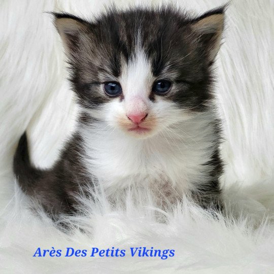 chaton Norvégien brown tabby & blanc Arès Chatterie Des Petits Vikings brown tabby & blanc