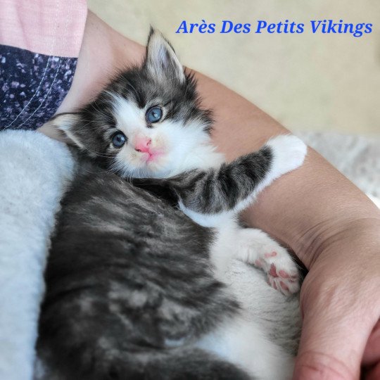 chaton Norvégien brown tabby & blanc Arès Chatterie Des Petits Vikings brown tabby & blanc