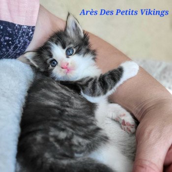 Arès Des Petits Vikings Mâle Norvégien
