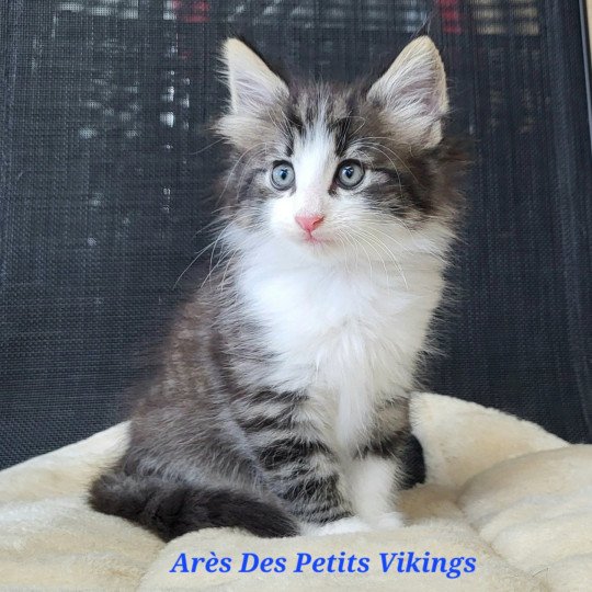 chaton Norvégien brown tabby & blanc Arès Chatterie Des Petits Vikings brown mackerel tabby & blanc