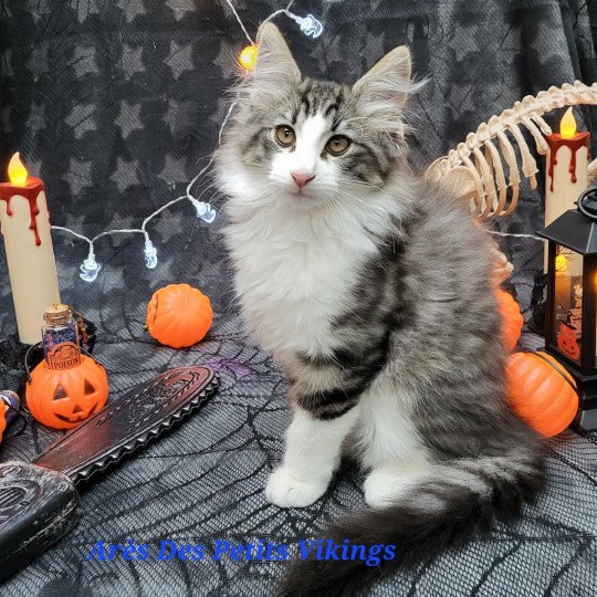 chaton Norvégien brown mackerel tabby & blanc Arès Chatterie Des Petits Vikings brown mackerel tabby & blanc
