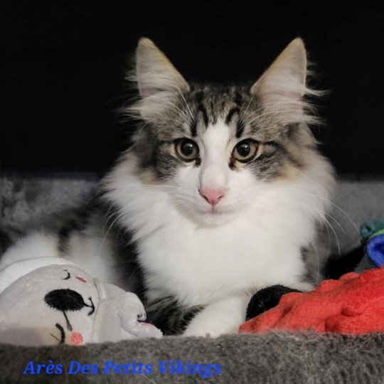 chaton Norvégien brown mackerel tabby & blanc Arès Chatterie Des Petits Vikings brown mackerel tabby & blanc