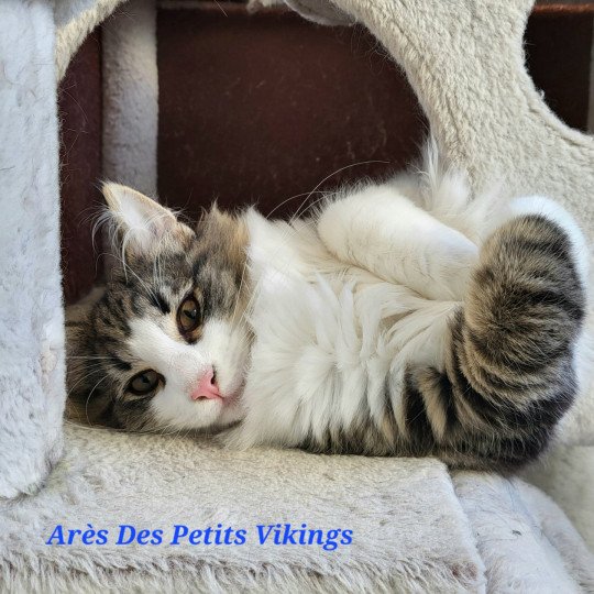 chaton Norvégien brown mackerel tabby & blanc Arès Chatterie Des Petits Vikings brown mackerel tabby & blanc