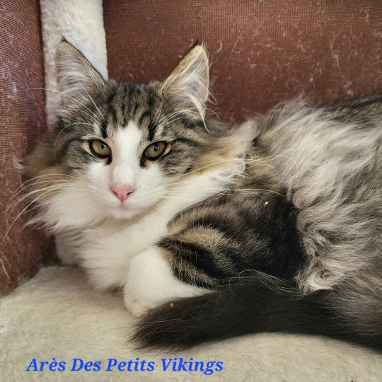 chaton Norvégien brown mackerel tabby & blanc Arès Chatterie Des Petits Vikings brown mackerel tabby & blanc