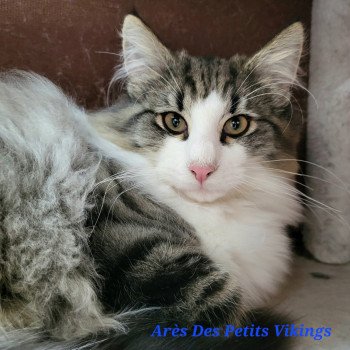 Arès Des Petits Vikings Mâle Norvégien