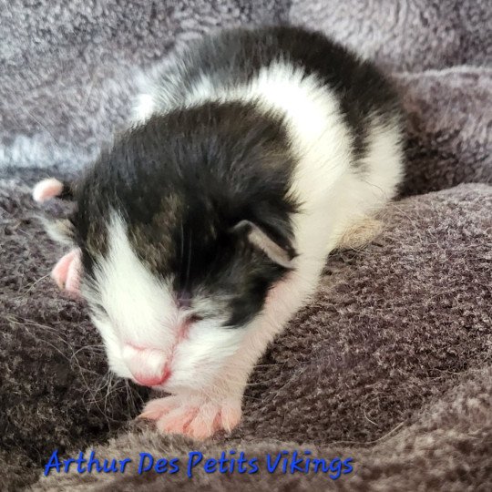 chaton Norvégien Arthur Des Petits Vikings Chatterie Des Petits Vikings brown tabby & blanc