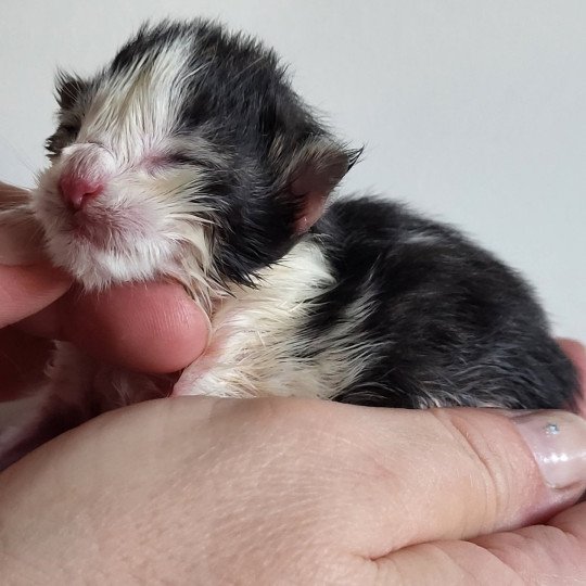 chaton Norvégien Arthur Des Petits Vikings Chatterie Des Petits Vikings brown tabby & blanc