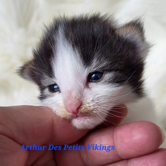 chaton Norvégien brown tabby & blanc Arthur Chatterie Des Petits Vikings brown tabby & blanc