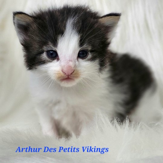 chaton Norvégien brown tabby & blanc Arthur Chatterie Des Petits Vikings brown tabby & blanc