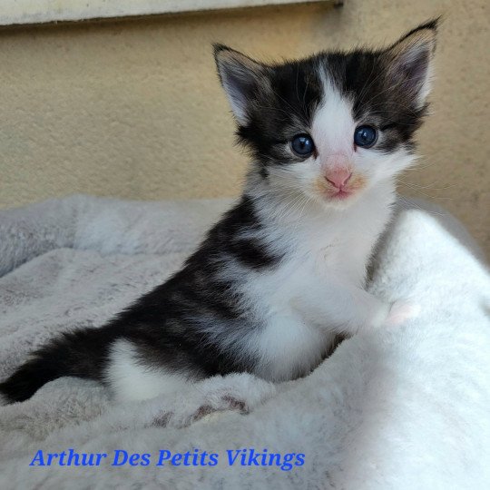 chaton Norvégien brown tabby & blanc Arthur Chatterie Des Petits Vikings brown tabby & blanc