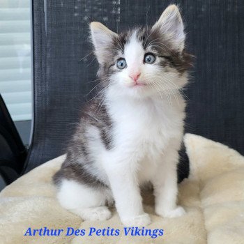 Arthur Des Petits Vikings Mâle Norvégien