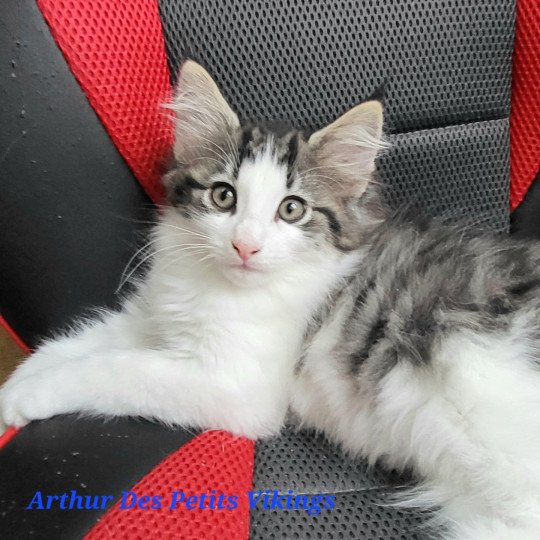 chaton Norvégien brown mackerel tabby & blanc Arthur Chatterie Des Petits Vikings brown mackerel tabby & blanc