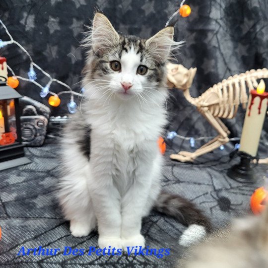 chaton Norvégien brown mackerel tabby & blanc Arthur Chatterie Des Petits Vikings brown mackerel tabby & blanc