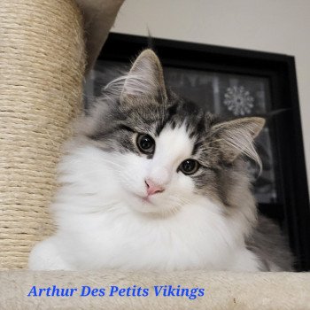Arthur Des Petits Vikings Mâle Norvégien