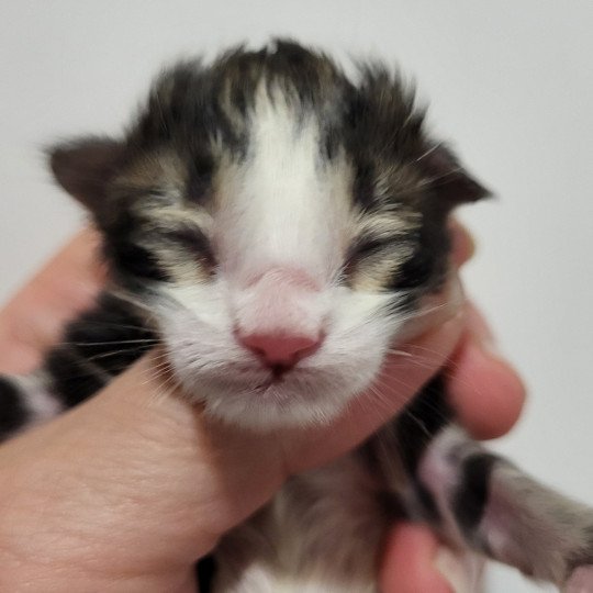 chaton Norvégien Azure Des Petits Vikings Chatterie Des Petits Vikings  