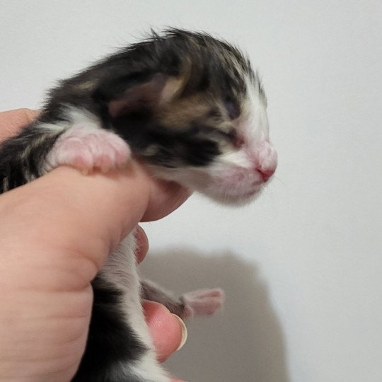 chaton Norvégien Azure Des Petits Vikings Chatterie Des Petits Vikings  