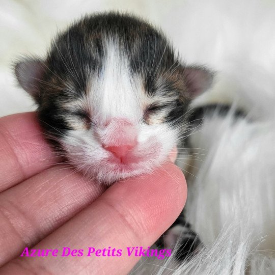 chaton Norvégien Azure Des Petits Vikings Chatterie Des Petits Vikings  