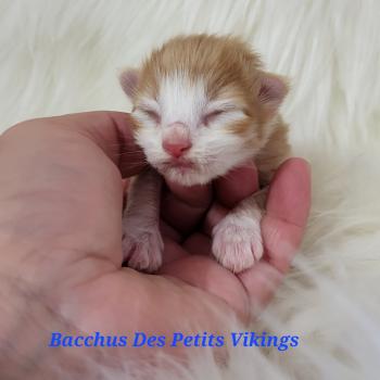 Bacchus Des Petits Vikings Mâle Norvégien