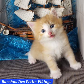 Bacchus Des Petits Vikings Mâle Norvégien