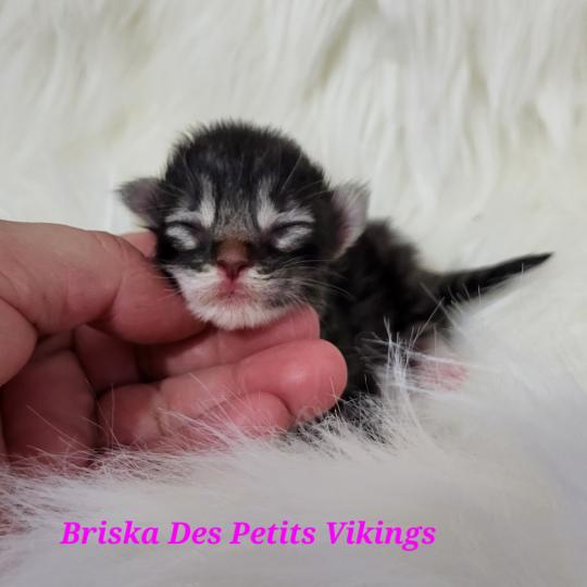 chaton Norvégien Briska Des Petits Vikings Chatterie Des Petits Vikings brown mackerel tabby & blanc