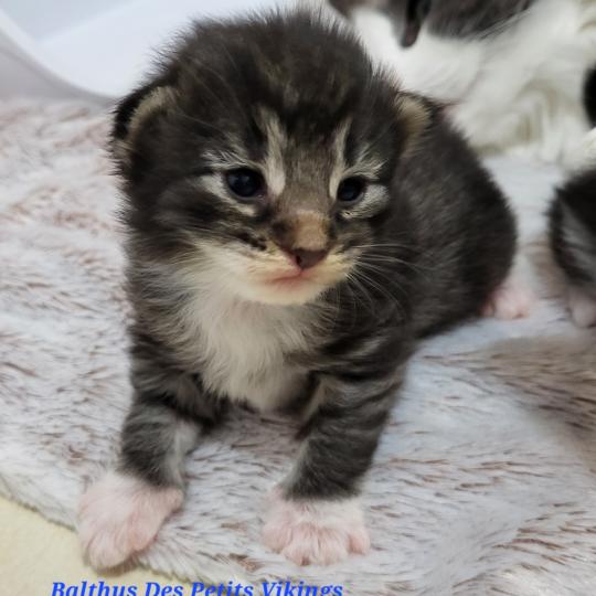 chaton Norvégien Balthus Chatterie Des Petits Vikings brown mackerel tabby & blanc