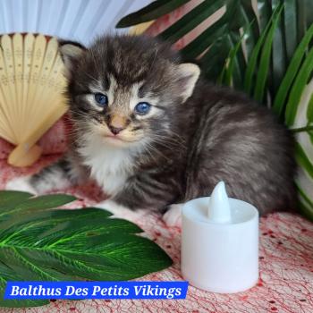 Balthus Des Petits Vikings Mâle Norvégien