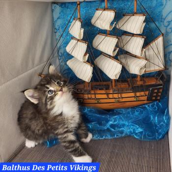 Balthus Des Petits Vikings Mâle Norvégien
