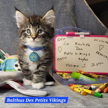 Balthus Des Petits Vikings Mâle Norvégien